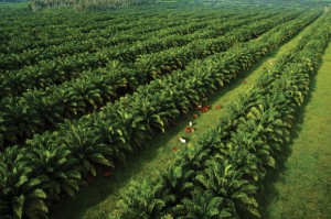 Sustainable, traceable palm oil has become PNG's largest agricultural export. Credit: NBPOL