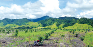 Planting oil palms at Ramu. © NBPOL