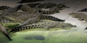 The Mainland saltwater crocodile farm is the world's largest