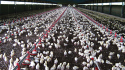 Poultry and livestock are likely to become increasingly important as PNG addresses its own food security challenge. Credit: Mainland Holdings
