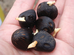 Pail oil seeds. Credit: R H Group