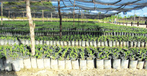 Oil palm seedlings. Credit: R H Group
