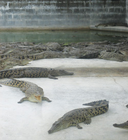 Mainland Holdings' crocodile farm in Lae exports crocodile skins to Europe