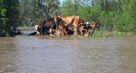 Cattle stranded due to flooding. Credit: Bob Hansen