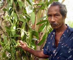 A vanilla bean farmer  tests his product