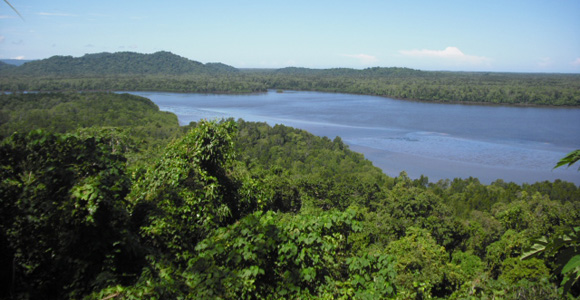 Credit: Cloudy Bay Sustainable Forestry