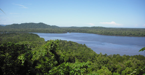 Credit: : Cloudy Bay Sustainable Forestry