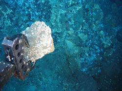 Deep sea-bed exploration at 1600 metres. Courtesy: Nautilus