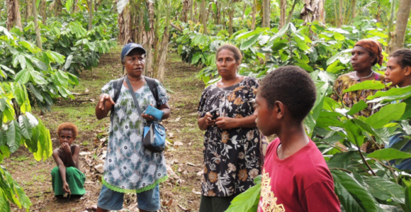 Training growers on the management of the cocoa pod borer in East New Britain Province. Credit: Paul Barker