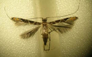 The cocoa pod borer moth. Credit: Qld Dept of Agriculture