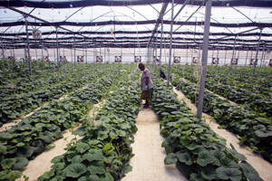 The Innovative Agro operation near Port Moresby. Credit: Innovative Agro.