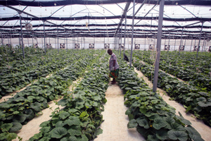 InnovativeAgro_web2