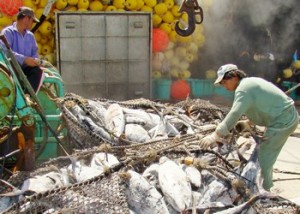 A purse seiner offloads in Majuro. Courtesy: Giff Johnson.