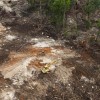 Logging in PNG. Credit: ABC