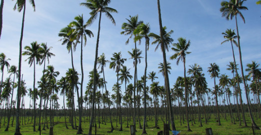 Coconut palms in Tonga
