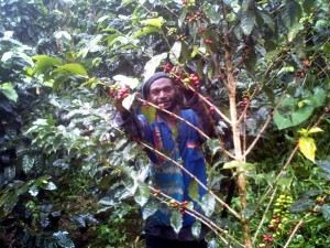 A farmer picking the coffee cherry