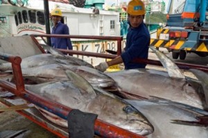 Taiwanese fishermen unload tuna for export from Palau. Credit: AFP