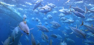 Pacific tuna. Credit: SPC