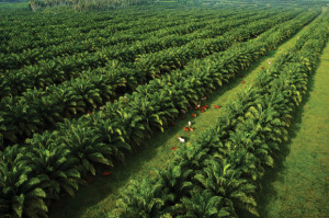 NBPOL's palm oil fields.Credit: NBPOL