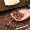 Coffee roasting. Credit: Pacific Islands Trade & Invest.