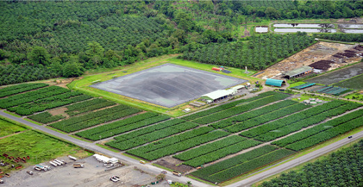 Biogas collection at New Britain Palm Oil's operations in West New Britain. Credit: NBPOL