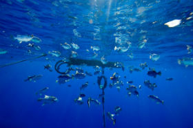Fish gather next to an illegal fish aggregation device near Palau. Credit; Greenpeace