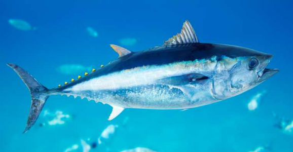 A bluefin tuna in Pacific waters.