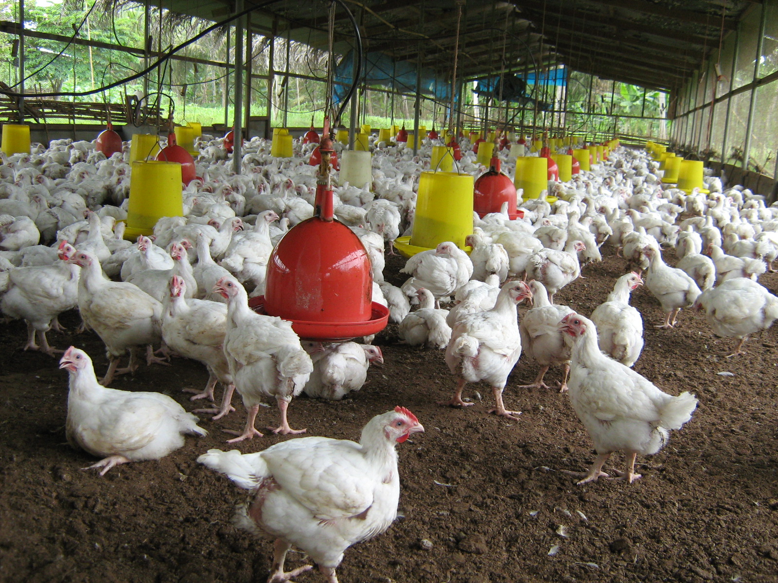 modern poultry producers essay Standards outlined in the united egg producers over the hybrid genetic lines that dominate the modern poultry out coburn farms products below to. modern poultry producers essay Standards outlined in the united egg producers over the hybrid genetic lines that dominate the modern poultry out coburn farms products below to.