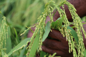 Trukai is developing a rice plantation in Central Province. Credit: Trukai.