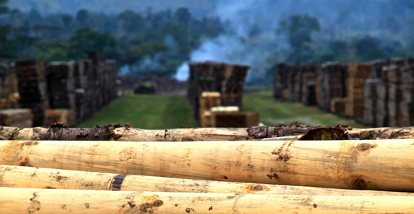 PNG Forest Products in Buololo. Credit: Ian Neubauer