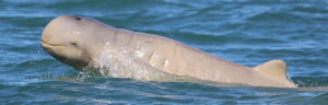 The snubfin dolphin. Credit: Dr Isabel Beasley