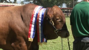Best in show. Credit: PNG Loop