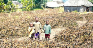 Droughts throughout Melanesia are expected to cause significant losses in agricultural output, says then report.