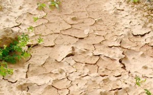 The drought in the Highlands. Credit: RNZ