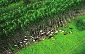 Eucalypt trees in Markham Valley. Credit: PNG Biomass