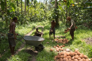 An operation with smallholder groups has been critical for Niugini Organics. Credit: Jody Cleaver.