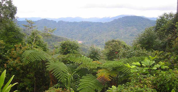 kokoda feature