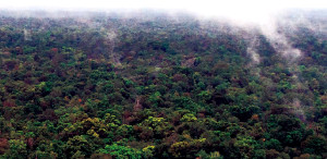 PNG's pristine rainforest. Credit: ABC/UPNG
