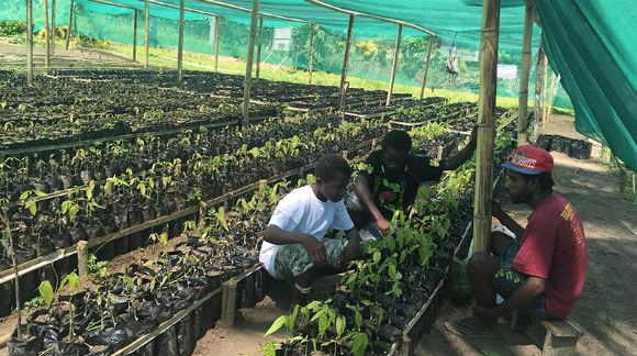 Young farmers learning how to deal with cocoa pod borer at the Tokiala Plantation. Credit: PNG Loop