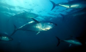 Nothern bluefin tuna swim in the Pacific Ocean. Photograph: Alamy