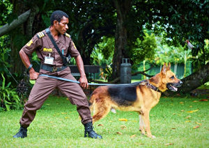 Guard dog. Source: Guard Dog