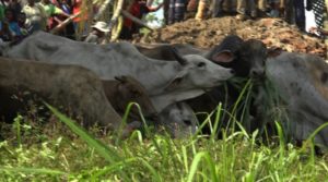 Cattle on the way to East Sepik. Credit: EMTV 