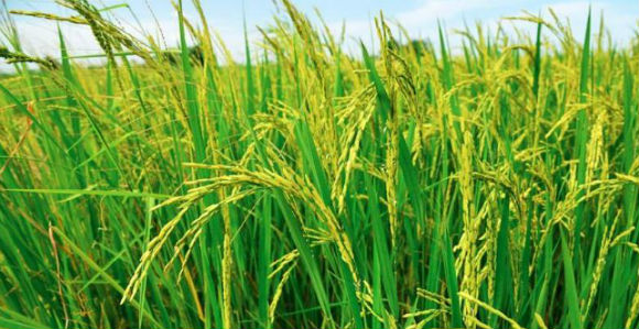 Rice fields