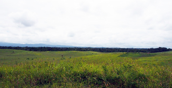 Some of the land that will be developed for the Sepik Sepik Chicken, Grain and Cocoa Innovation joint project. Credit: Lutz Heim.