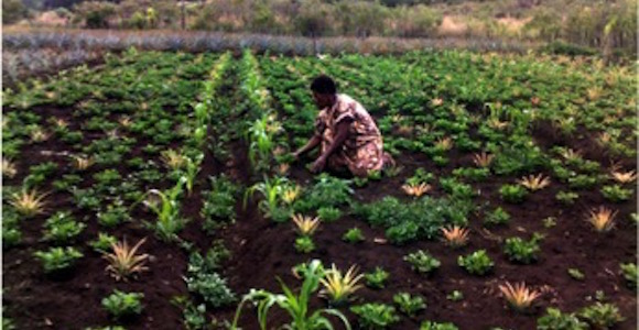 Win PNGomen are changing rural agri-business 