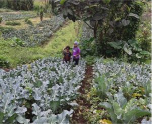 PNG women in agri-business Credit: Susan May Inu