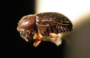 Coffee borer beetle. Credit: Coffee News Daily