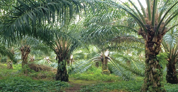 agriculture