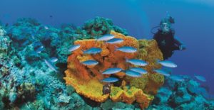 Diving in PNG