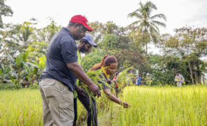 Smart Farmer program promises to transform local rice farmers into commercial farmers: Credit Trukai